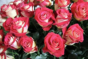 Bouquet: South America, Ecuador, Cayambe. Sweetness