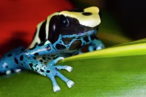 Surinam: South America, Republic of Surinam. Close-up