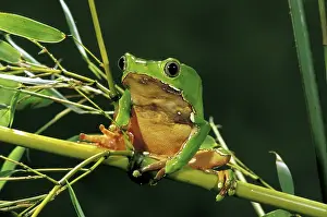 Scan: South America, Surinam. Bicolor monkey frog