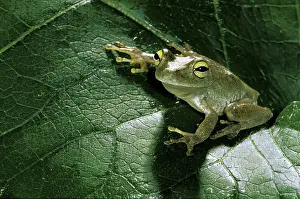 Scan: South America, Surinam. Emerald eye tree