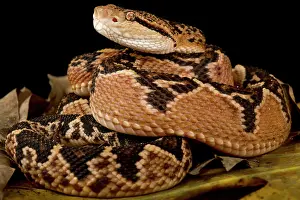 Archipelago: South American bushmaster (Lachesis muta muta)