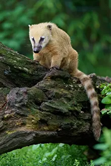 Procyonid: South American coati (Nasua nasua), adult, captive, G