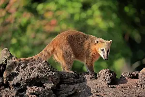 Nasua: South American coati (Nasua nasua), adult, alert