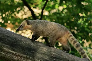 Nasua: South American coati (Nasua nasua), adult, on tree