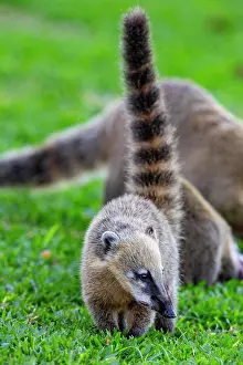 Procyonid: South American coati (nasua nasua) Pantanal Brazil