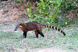 Coatis: South American Coati / Ring-tailed Coati