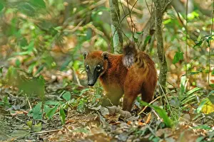 Coati: South American Coati / Ring-tailed Coati, Pantanal
