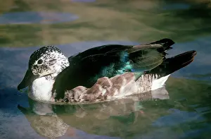 Carunculatus: South American Comb Duck - female