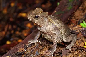 Bufo: South American Common Toad (Rhinella margaritifera)