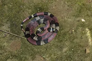 Aposematism: South American Coral Snake