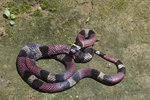 Aposematism: South American Coral Snake
