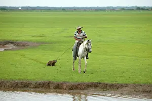 Hydrochaeris: South American Cowboy / llanero - catching capybara