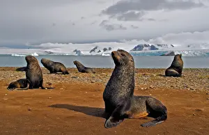 Otariidae: South American fur seal (Arctocephalus australis)