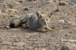 Griseus: South American gray fox Pan de Azucar National Park Chile