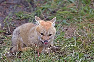 Griseus: South American Gray Patagonian Fox eating Brown Hare head