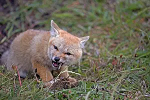 Griseus: South American Gray Patagonian Fox eating Brown Hare head