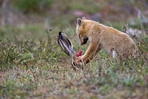 Griseus: South American Gray Patagonian Fox eating Brown Hare head