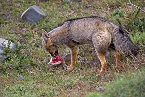 Griseus: South American Gray Patagonian Fox eating Brown Hare head