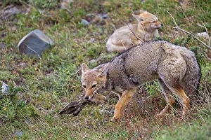 Griseus: South American Gray Patagonian Fox eating Brown Hare head