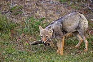 Griseus: South American Gray Patagonian Fox eating Brown Hare head