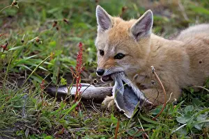Griseus: South American Gray Patagonian Fox eating Brown Hare head