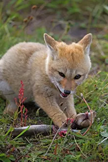 Griseus: South American Gray Patagonian Fox eating Brown Hare head
