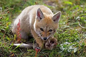Griseus: South American Gray Patagonian Fox eating Brown Hare head