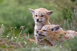 Griseus: South American Gray Patagonian Fox young cubs