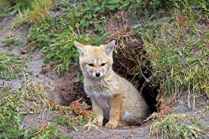 Griseus: South American Gray Patagonian Fox young at den entrance