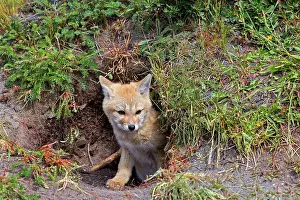Griseus: South American Gray Patagonian Fox young at den entrance
