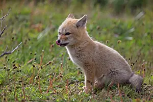 Griseus: South American Gray Patagonian Fox young licking lips