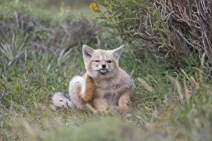 Griseus: South American Gray Patagonian Fox young scratching