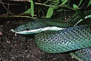 Baroni: South American Green Racer