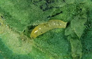 Miner: South American leaf miner (Liriomyza huidobrensis)
