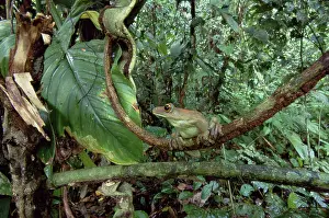 Geographica: South American Map Frog
