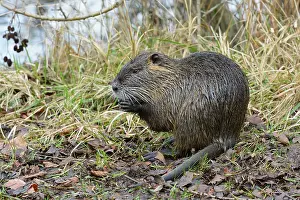 Nutria: South American Nutria, Coypu, Myocastor coypus