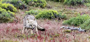 Griseus: South American / Patagonian Grey Fox portrait