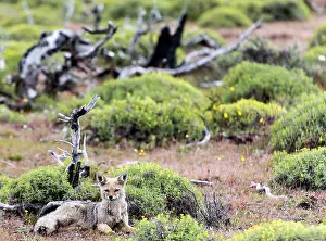 Griseus: South American / Patagonian Grey Fox sitting on grass