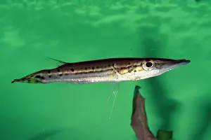Pikes: South American Pike Characin