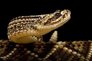 Rican: South American Rattlesnake (Crotalus durissus du
