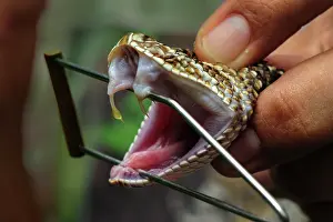 Fangs: South American Rattlesnake / Tropical Rattlesnake