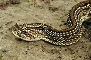 Rattlesnakes: South American Rattlesnake / Tropical Rattlesnake