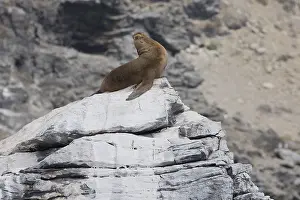 Flavescens: South American Sea Lion - Pan de Azucar National