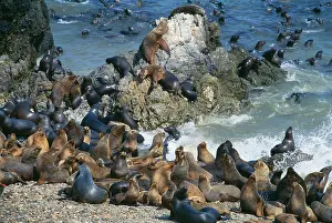 Named: South American Sea Lions - on beach and in water