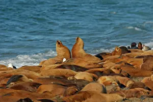 Confronting: South American Sealion - adults on beach with two