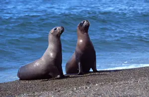 Returning: South American / Southern / Patagonian Sealion