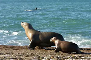 Visible: South American / Southern / Patagonian Sealion