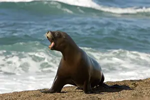 Chased: South American / Southern / Patagonian Sealion