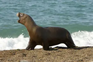 Chased: South American / Southern / Patagonian Sealion