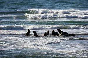 Nervous: South American / Southern / Patagonian Sealion